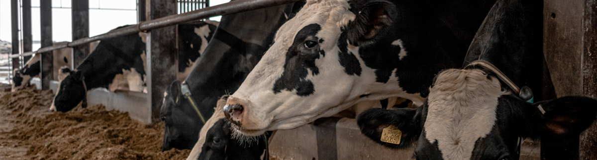 Cows feeding, liquid products